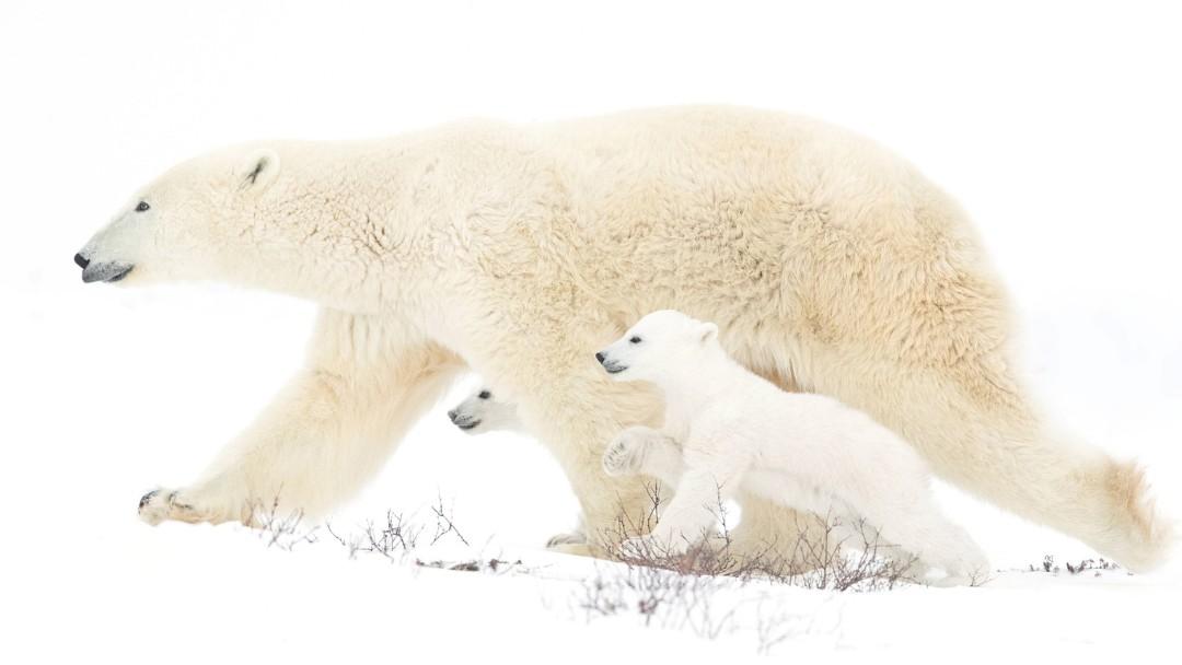 Osos Polares: Madre y Cachorros 