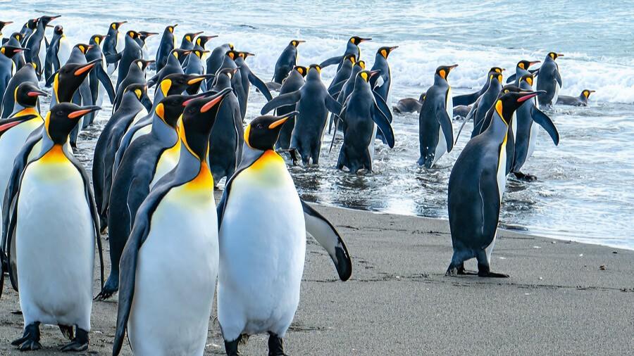 Falklands - South Georgia Island