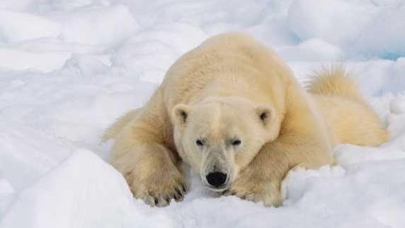 Lo Mejor de Spitsbergen 