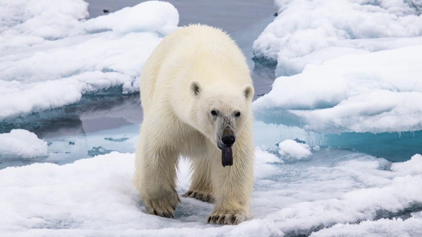 Svalbard en Profundidad (66� Exp)