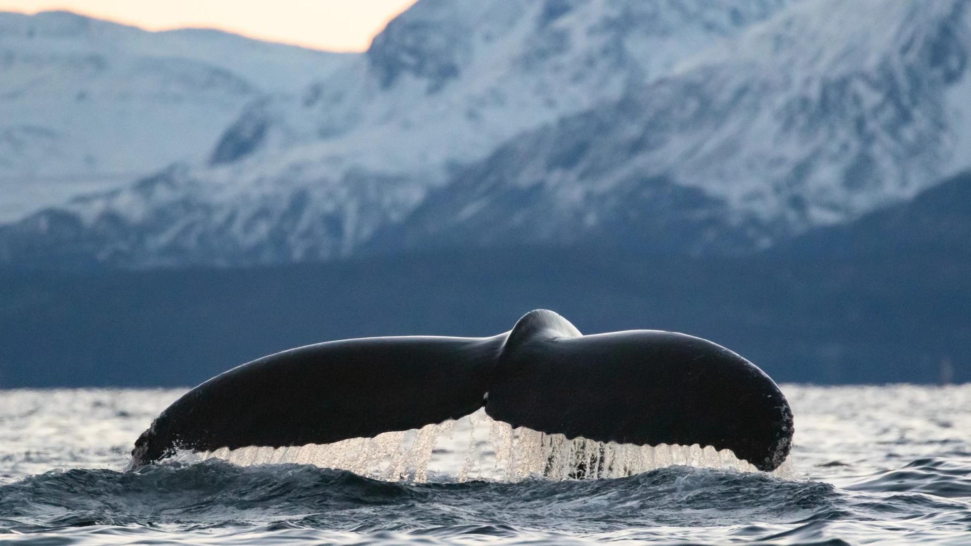 Whales & Northern Lights