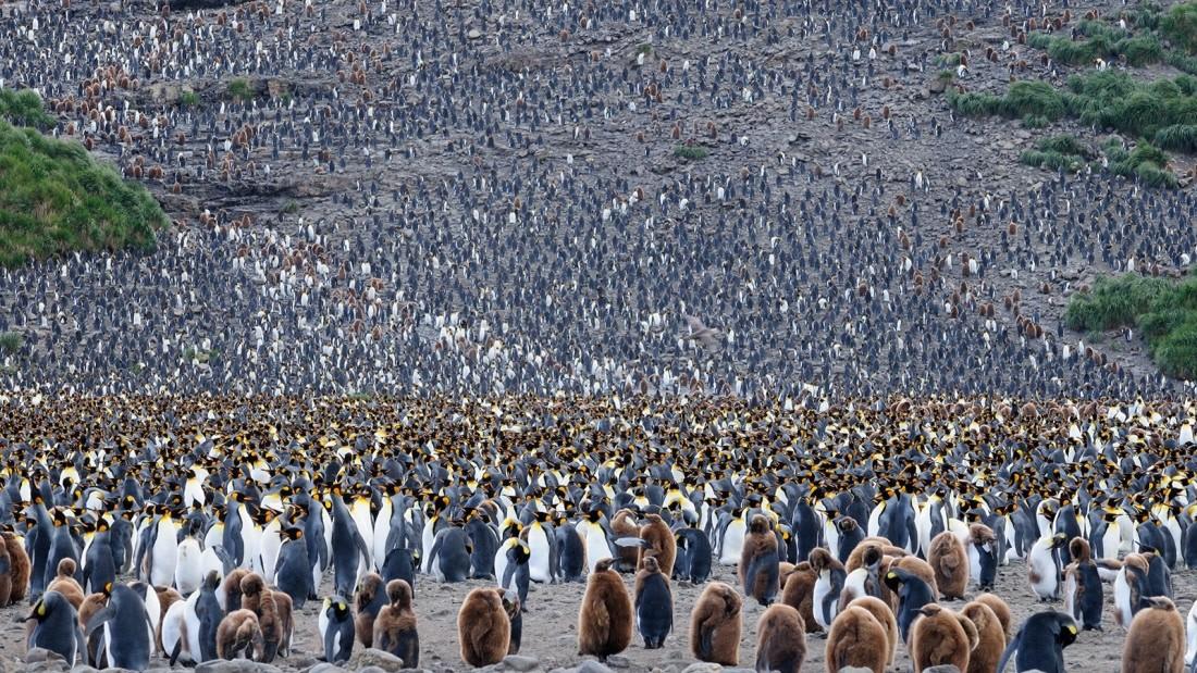 Falkland Islands - South Georgia - Antarctica