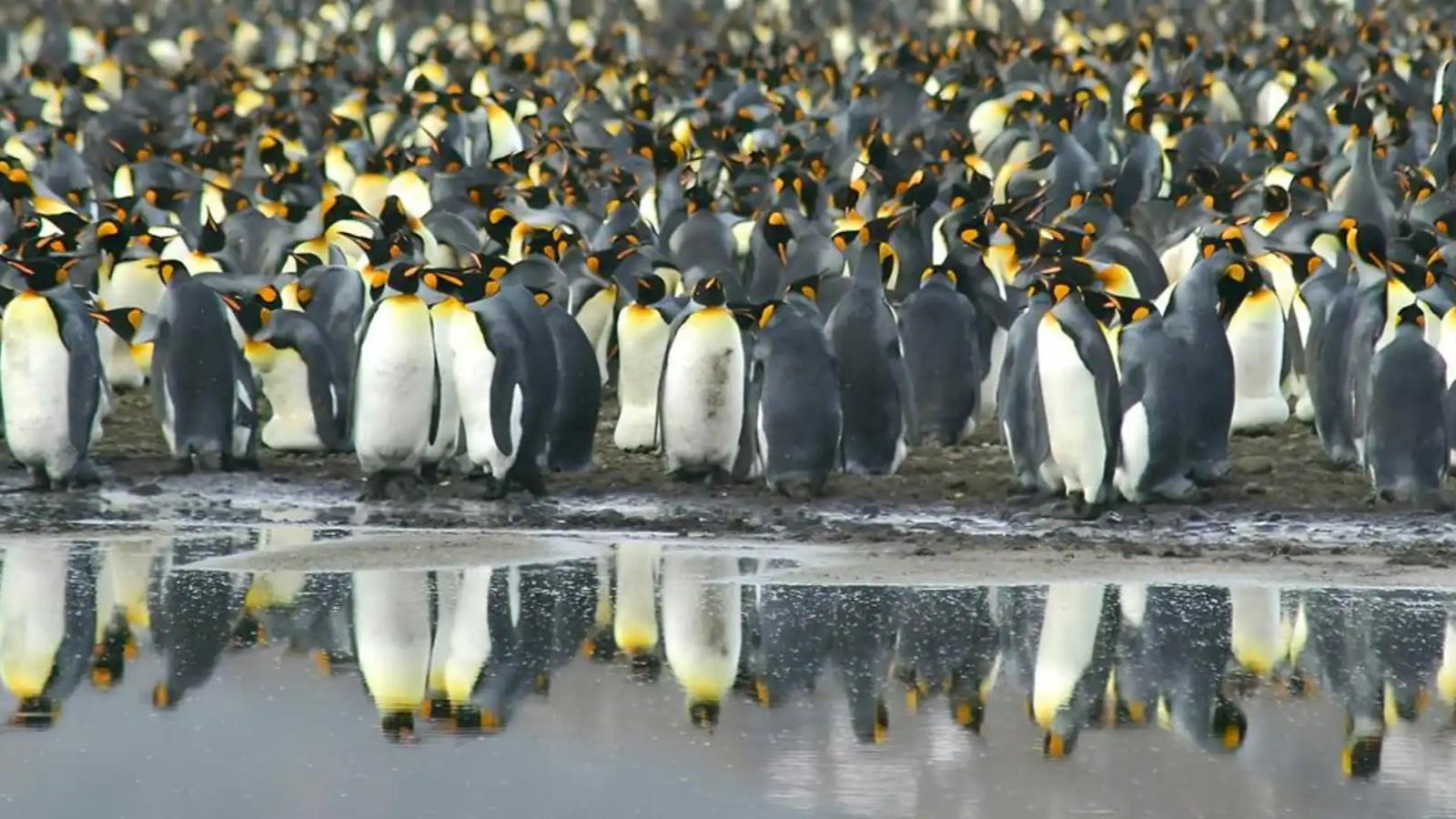 21-Day Antarctica, South Georgia & Falkland Islands 