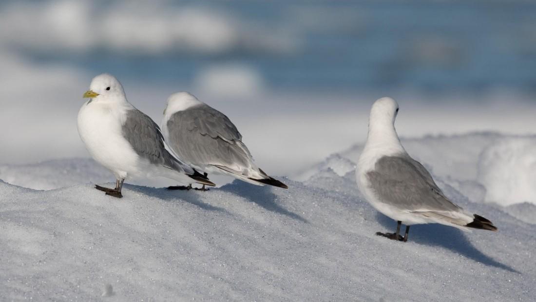 Oc�ano �rtico � Spitsbergen: Jan Mayen, Borde del Hielo y Observaci�n de Aves - Solsticio de Verano 
