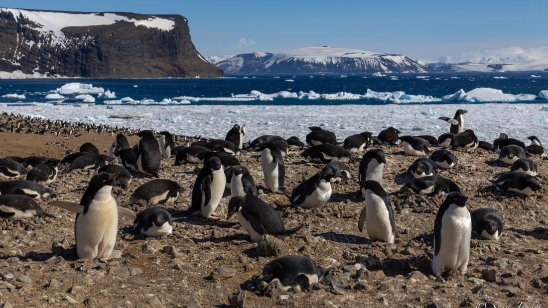 Antarctica - Weddell Sea Explorer (12 days)