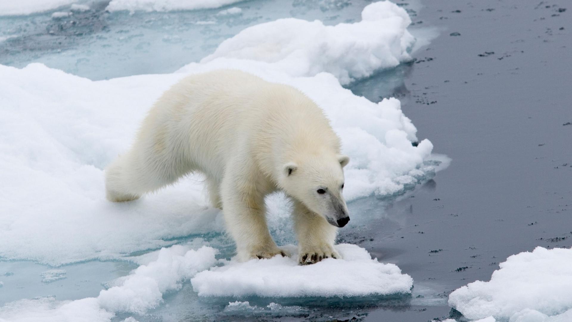 Around Spitsbergen - Arctic Summer
