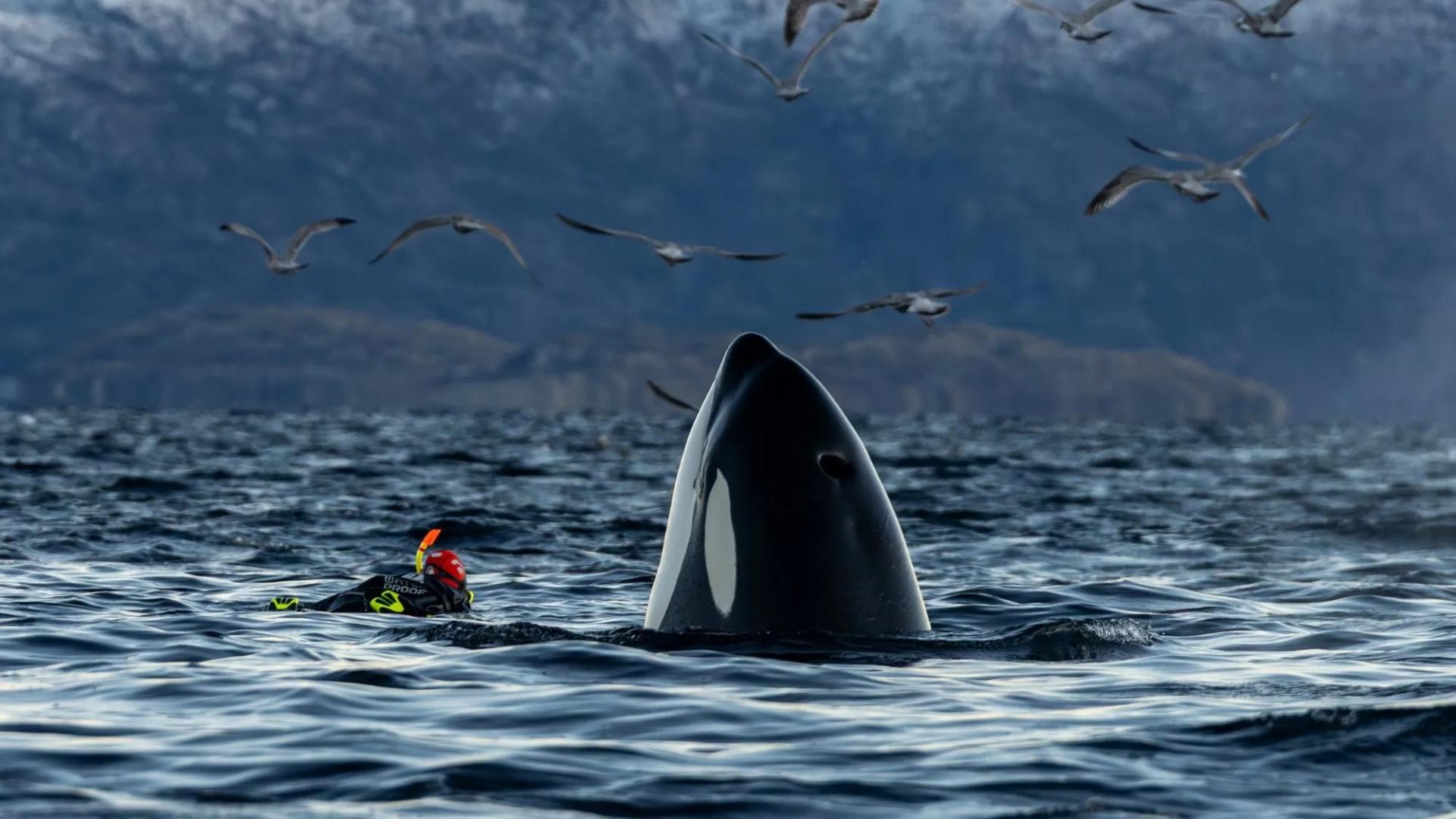 Ballenas de Invierno en Noruega