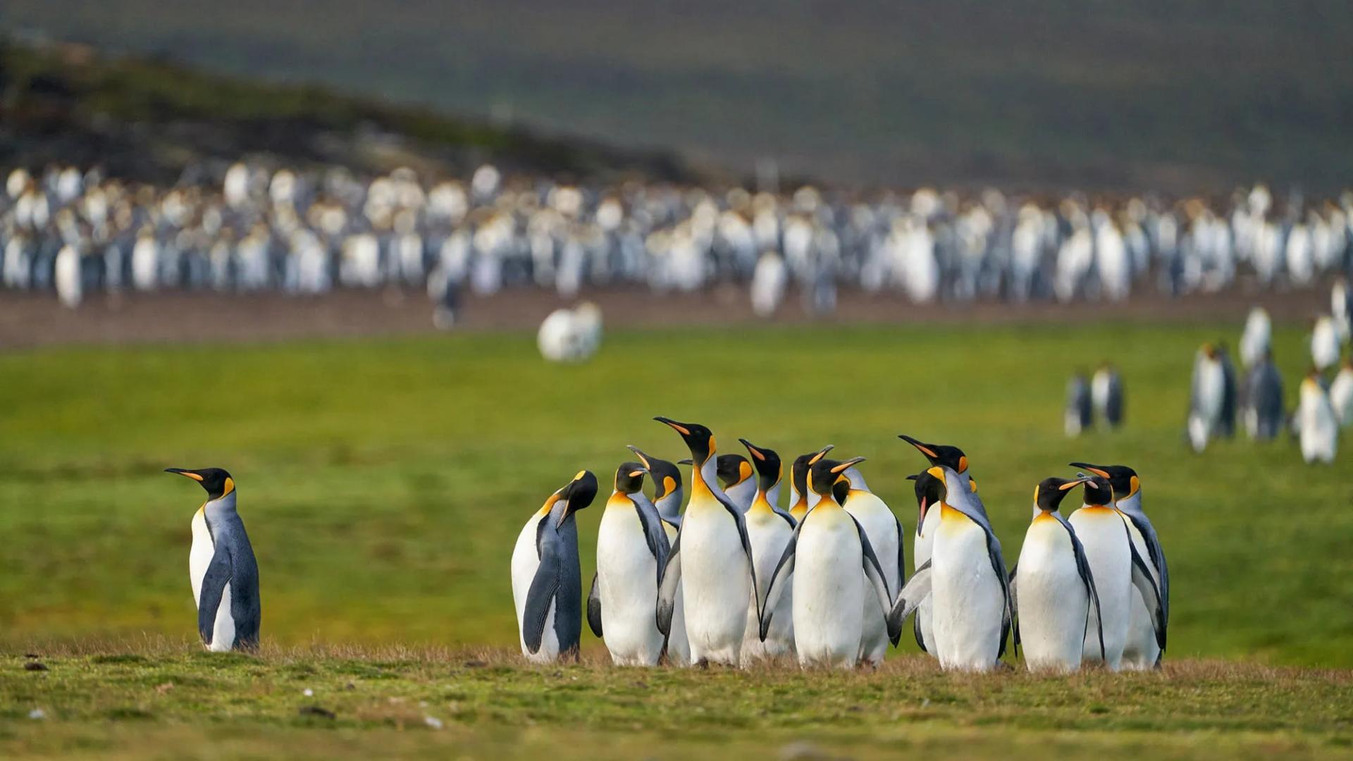 Malvinas, Georgia del Sur y Ant�rtida: Traves�a Oce�nica 2027/2028