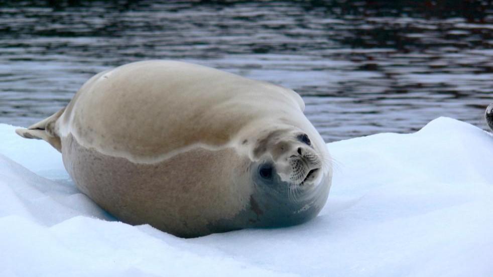 Ant�rtida Salvaje y el Mar de Weddell