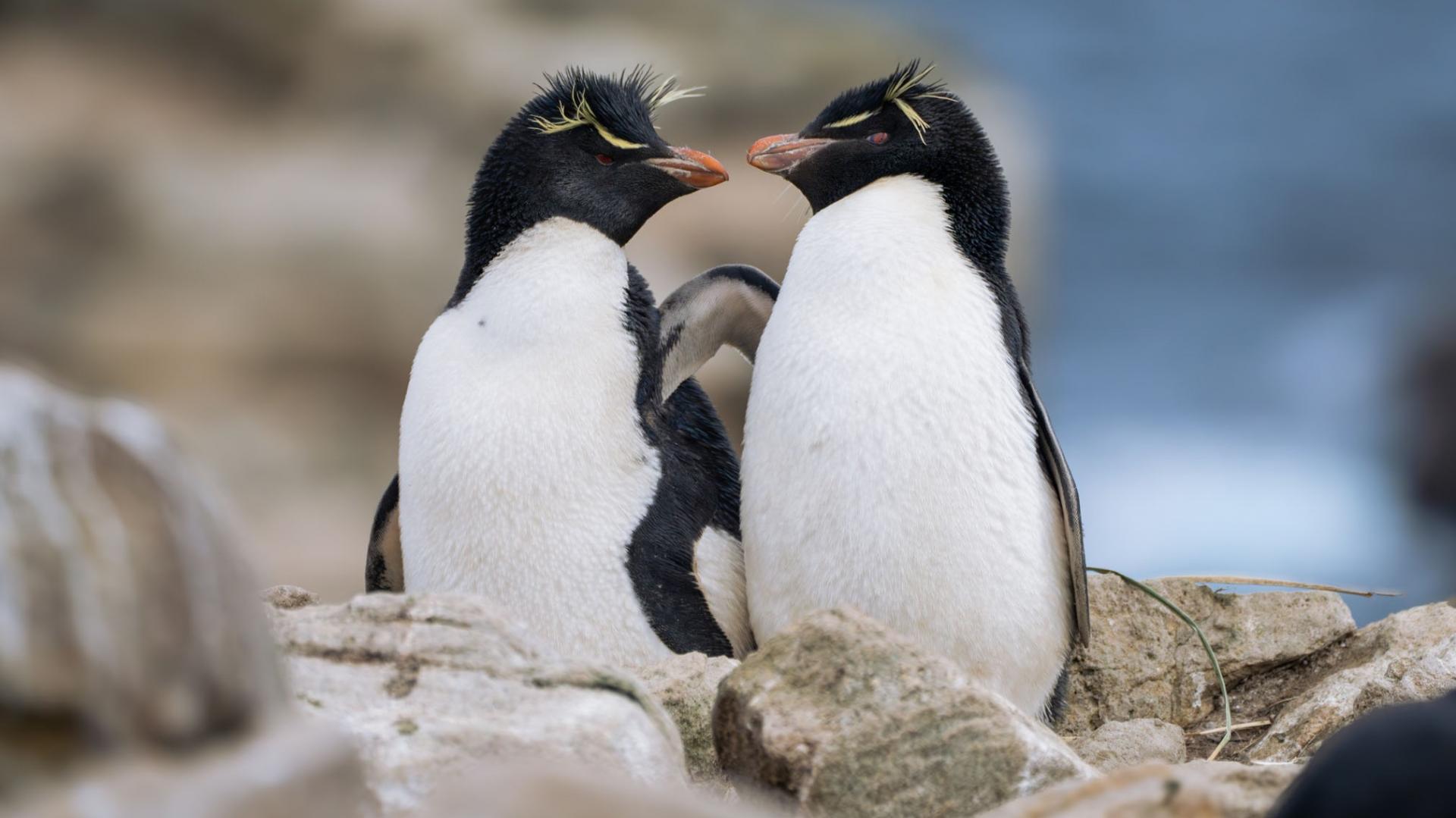 Falklands (Malvinas)