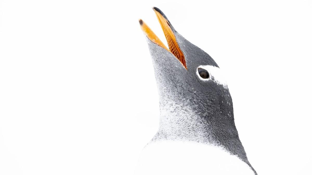 Celebrando el A�o Nuevo en la Ant�rtida