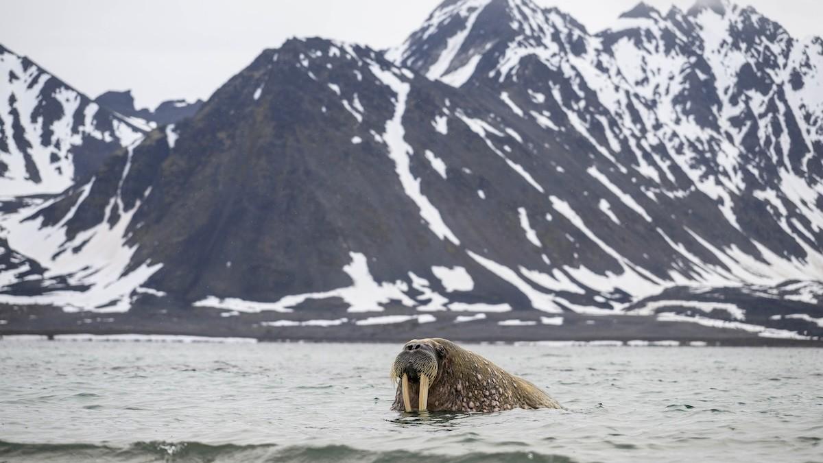 Cuatro Islas �rticas