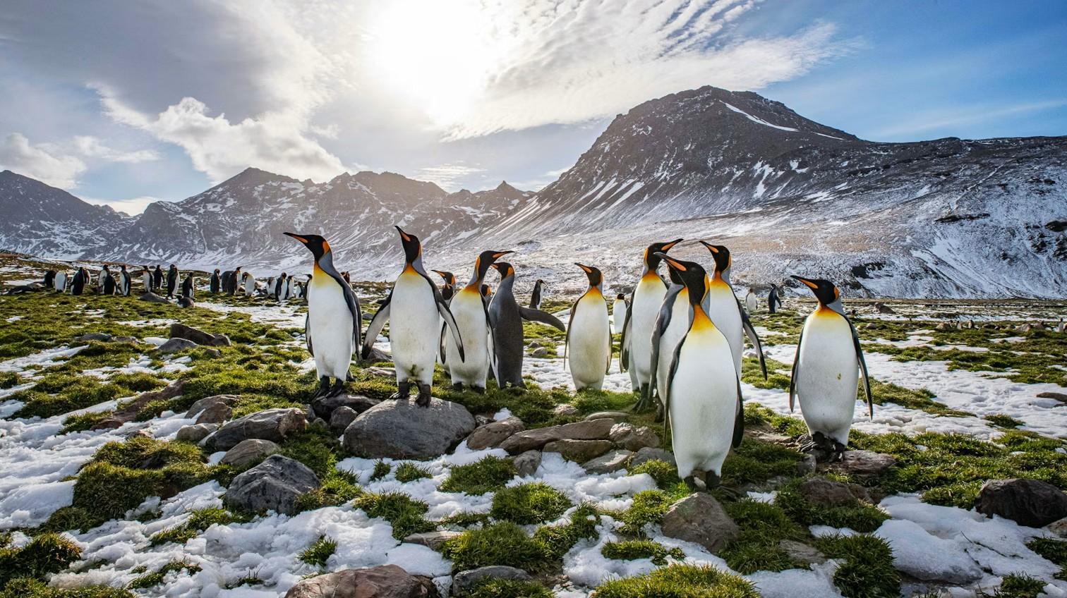 South Georgia, Falklands & Antarctic Odyssey (sail & fly)