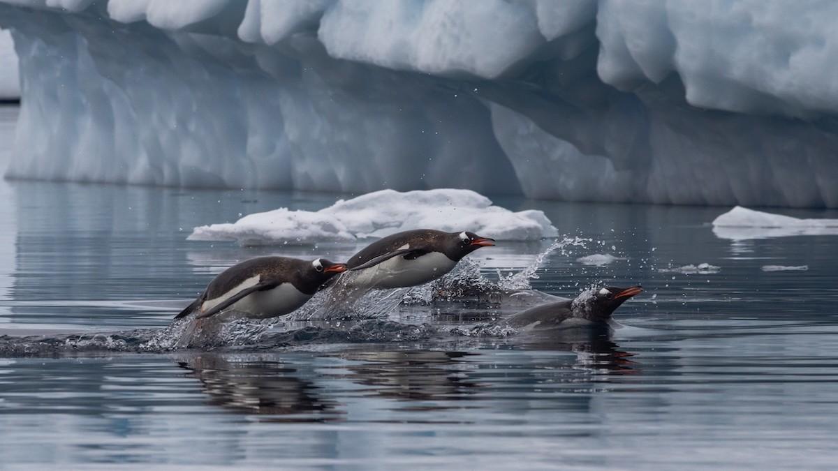 Ant�rtida Completa: Navegue y Vuele