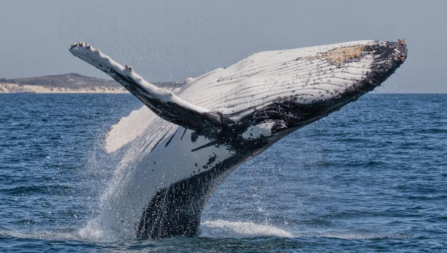 Temporada de Ballenas en la Ant�rtida (11)