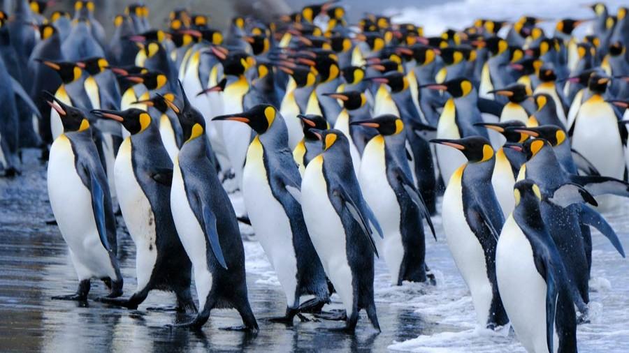 Malvinas Ampliadas, Georgia del Sur y Ant�rtida