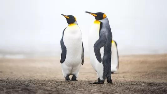 Falkland, South Georgia, Antarctica