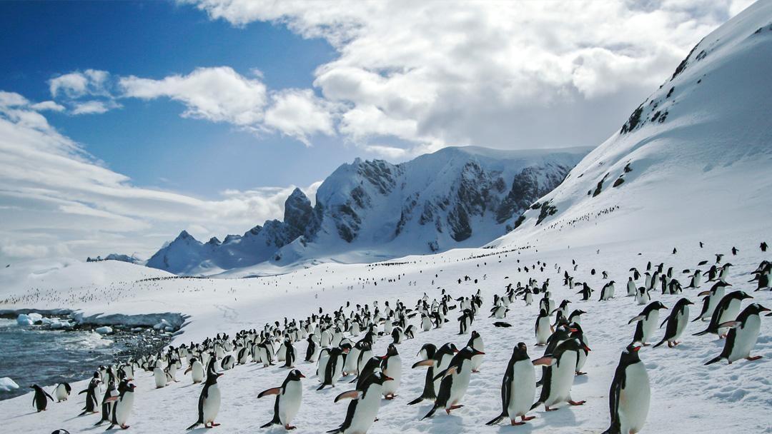 Falkland / Malvinas, South Georgia & Antarctica (22 days)