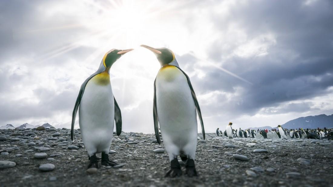 Falkland / Malvinas Islands - South Georgia - Antarctic Peninsula