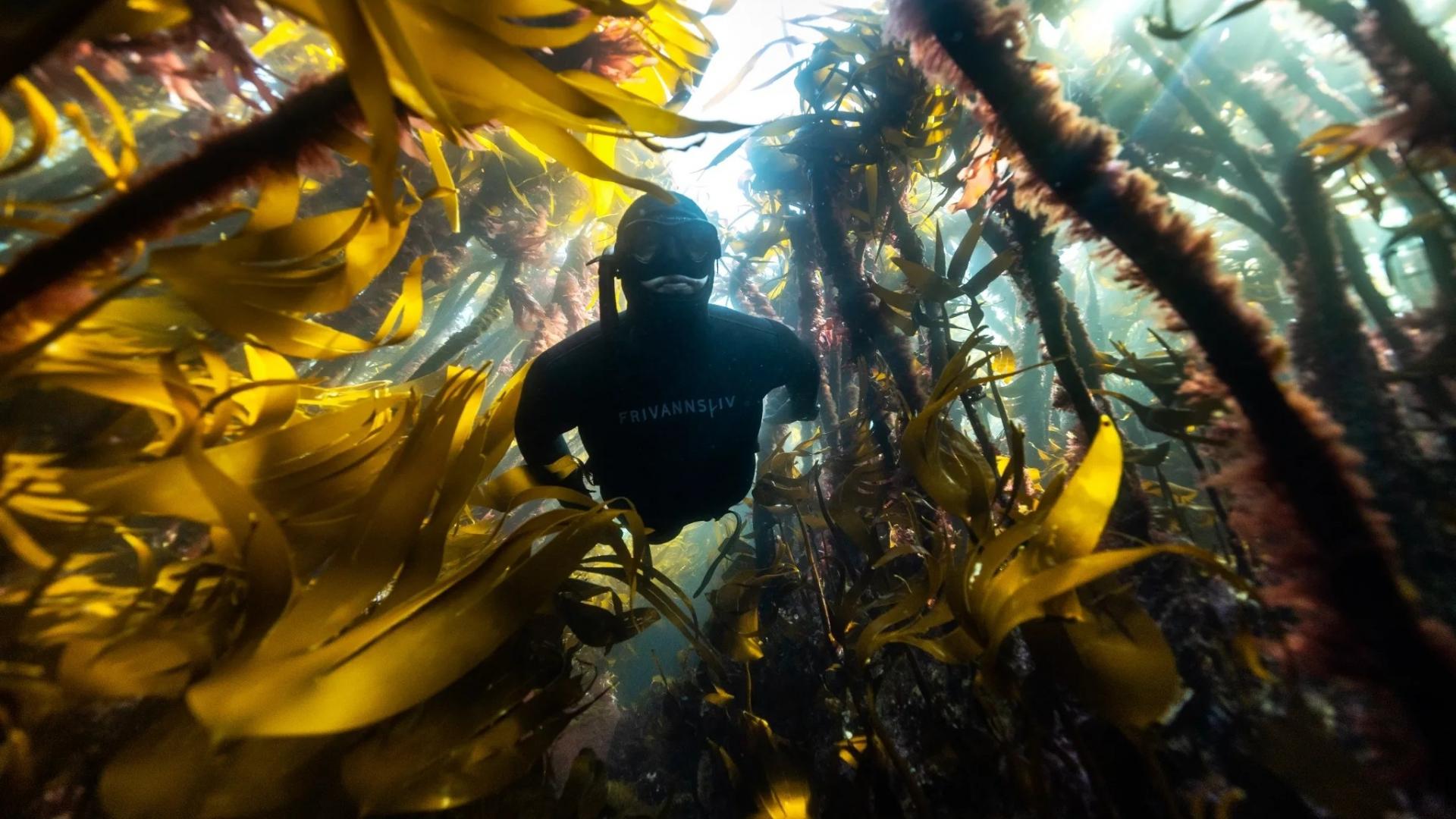 Sail & Freedive with Orcas and Whales