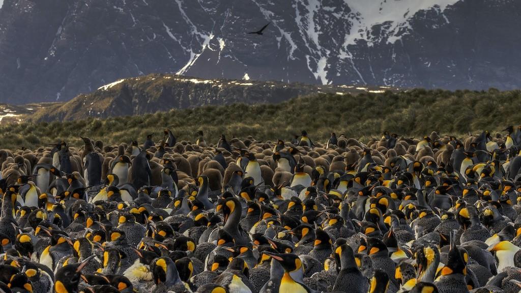 Explore el Borde del Extremo Sur