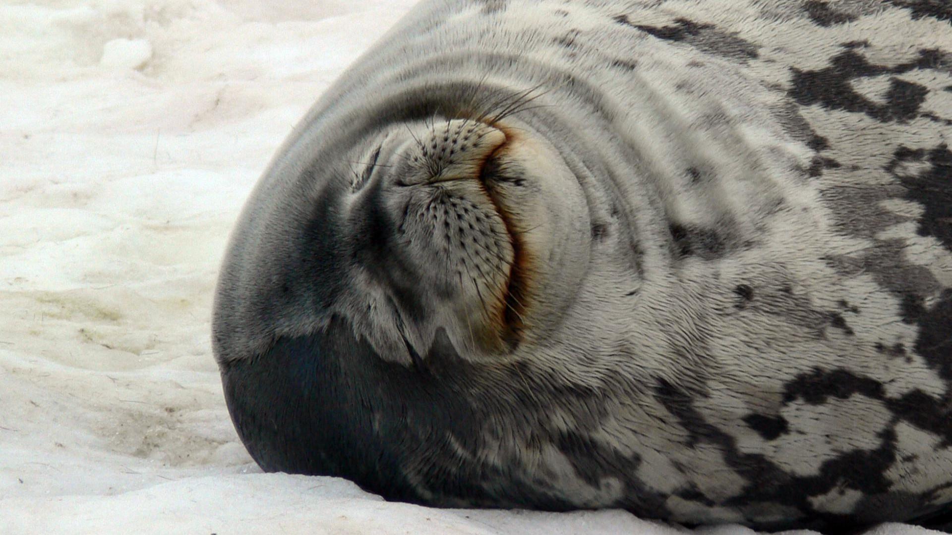 El amor es ciego: nota breve sobre una foca en busca de compa��a