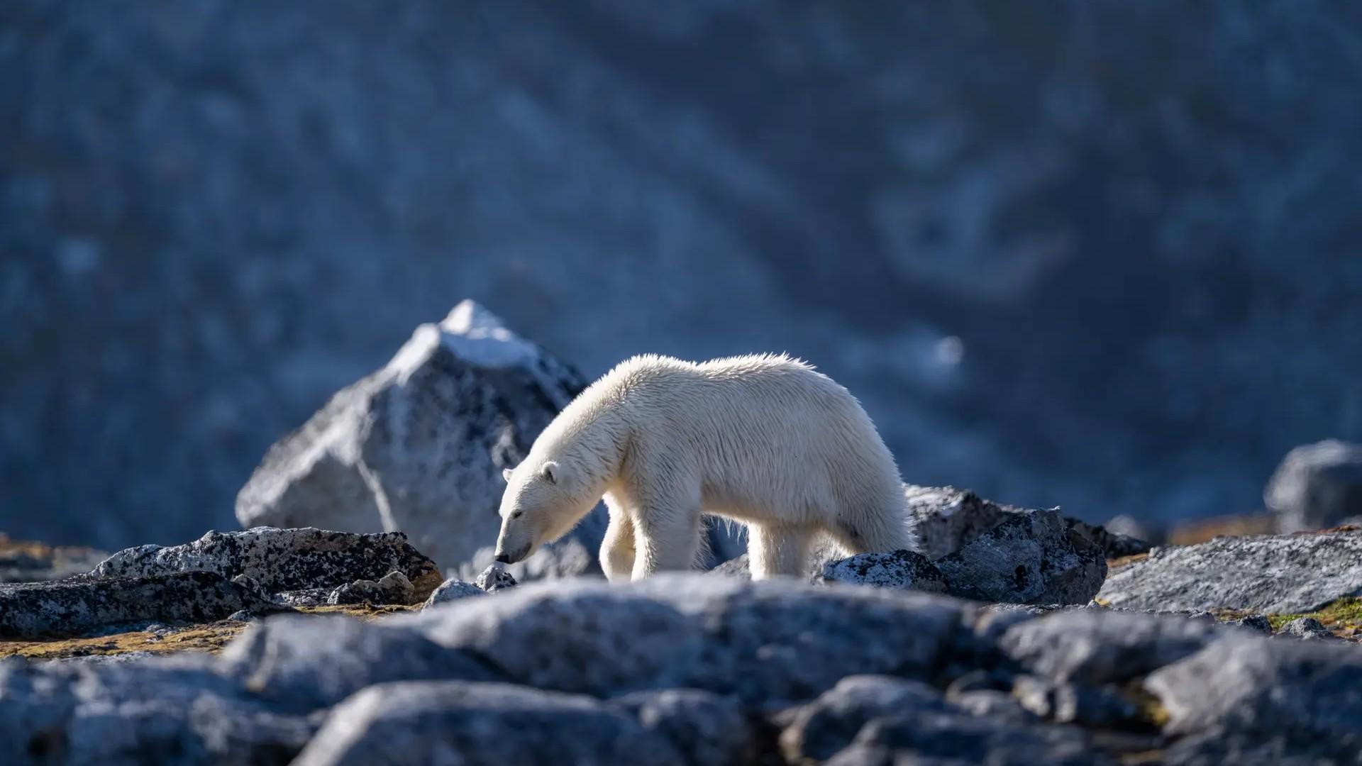 Crucero explorando Svalbard