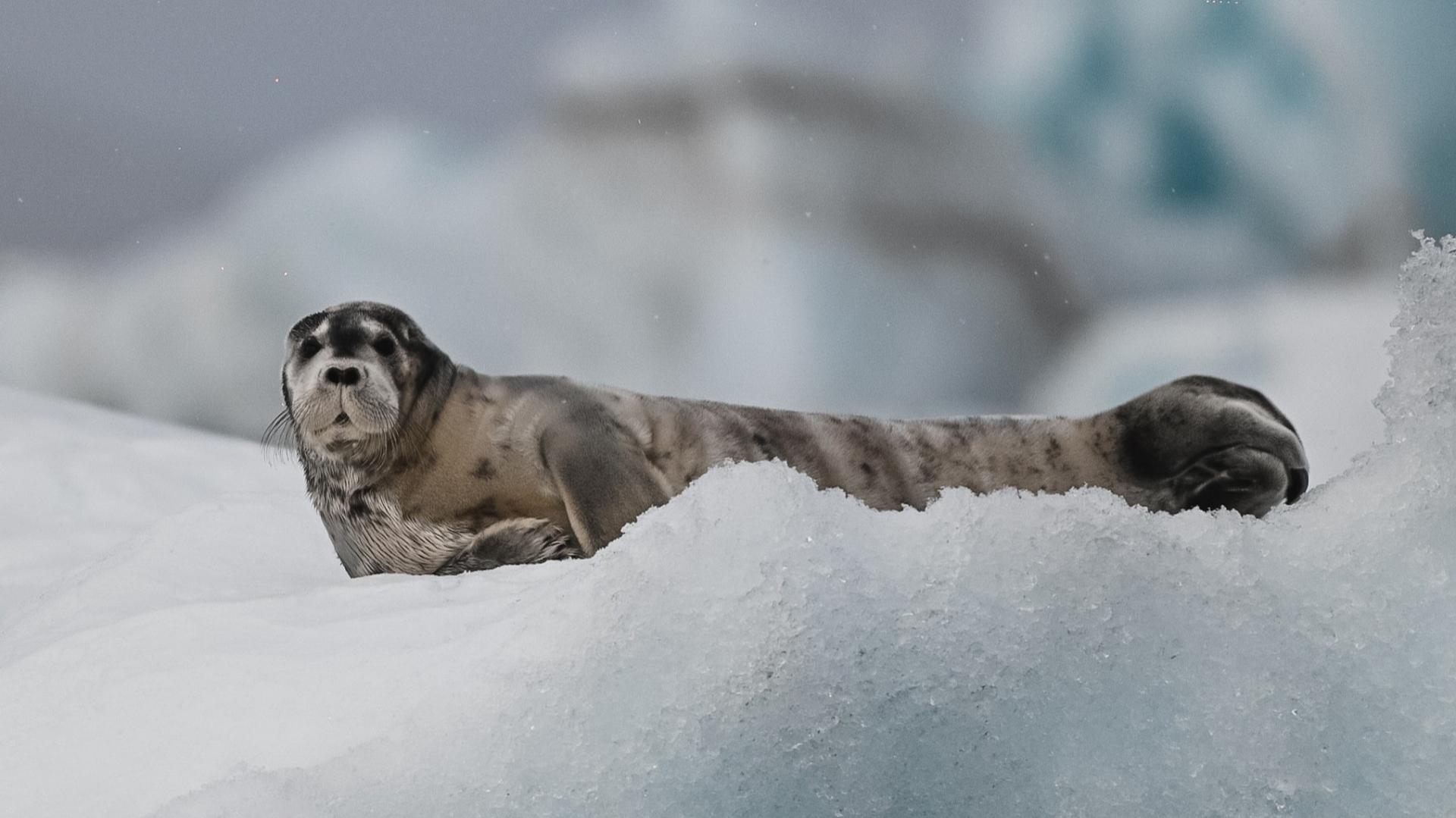 Bearded Seal: The Arctic�s Best-Kept Secret