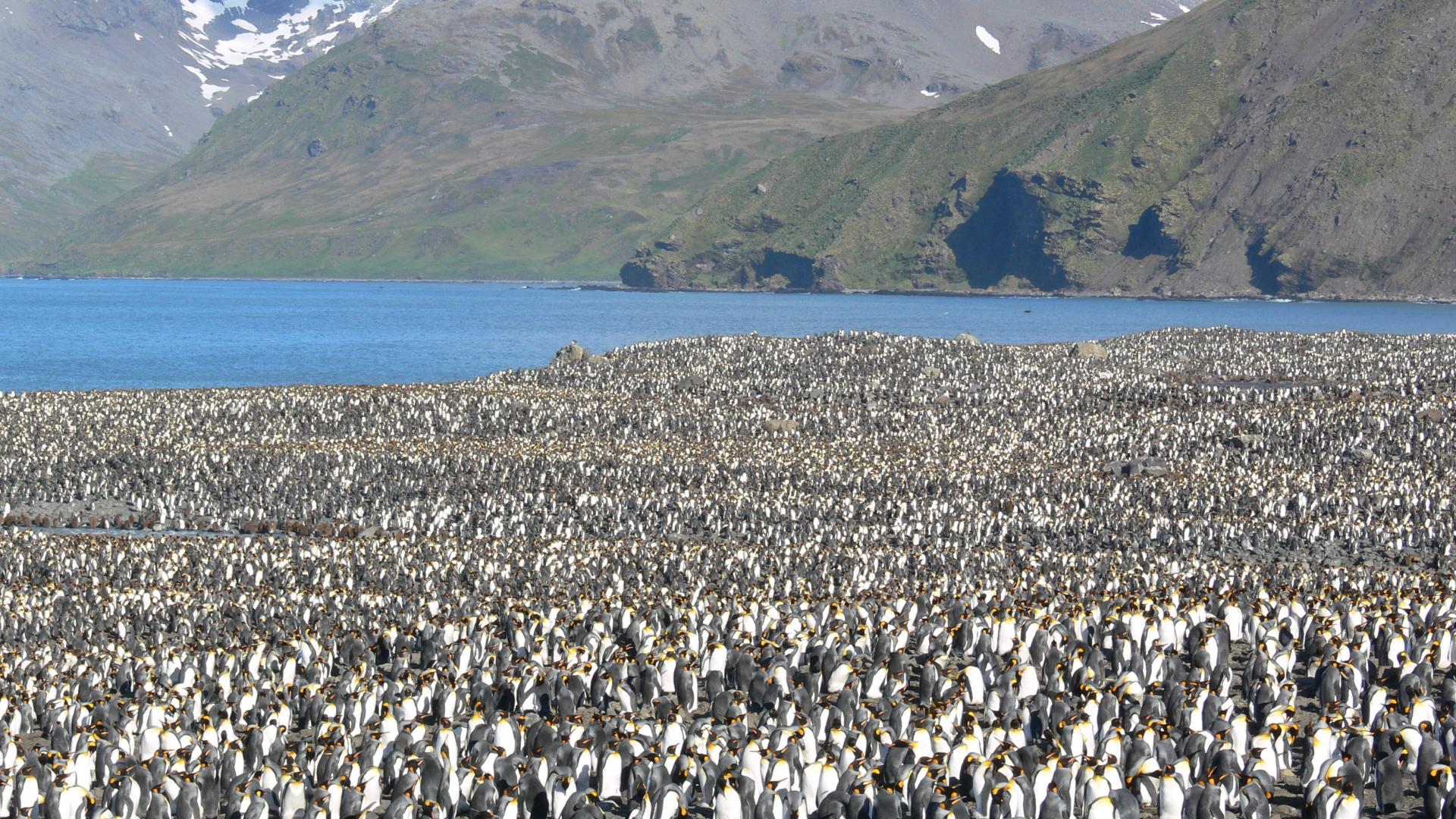 Georgia del Sur Cl�sica 27/28