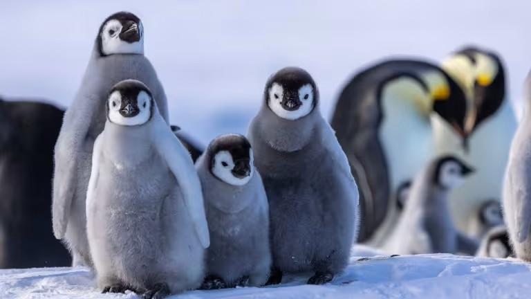 Snow Hill to the Peninsula: Shackleton's Emperors