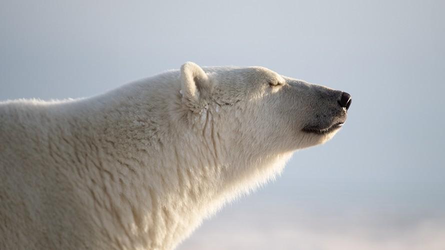 Spring Polar Bears & Icebergs of Baffin Island 