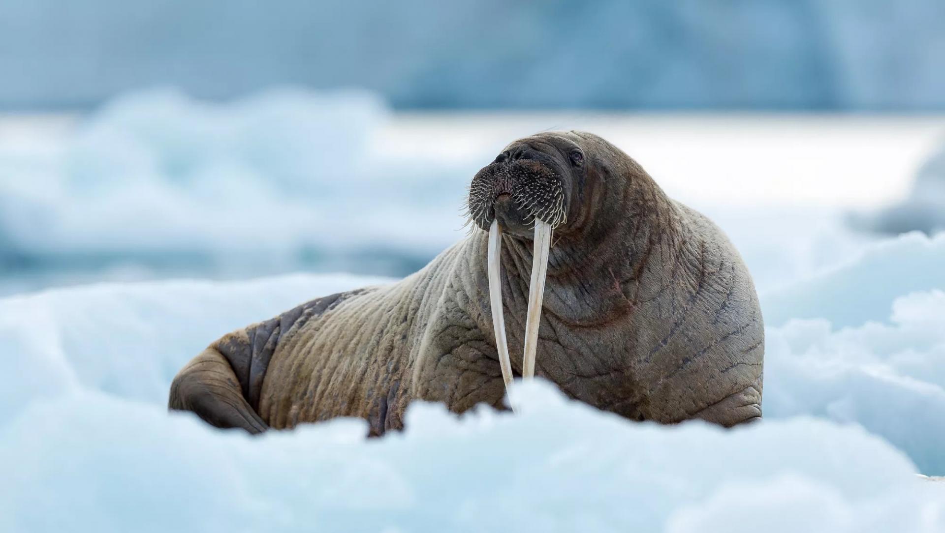 Descubra Svalbard y el �rtico Noruego: crucero de Troms� a Longyearbyen