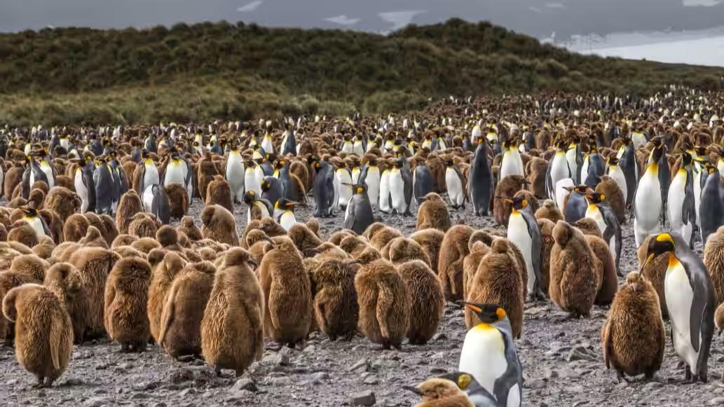 Especial Shackleton: Expedici�n a las Islas Georgia del Sur y la Ant�rtida