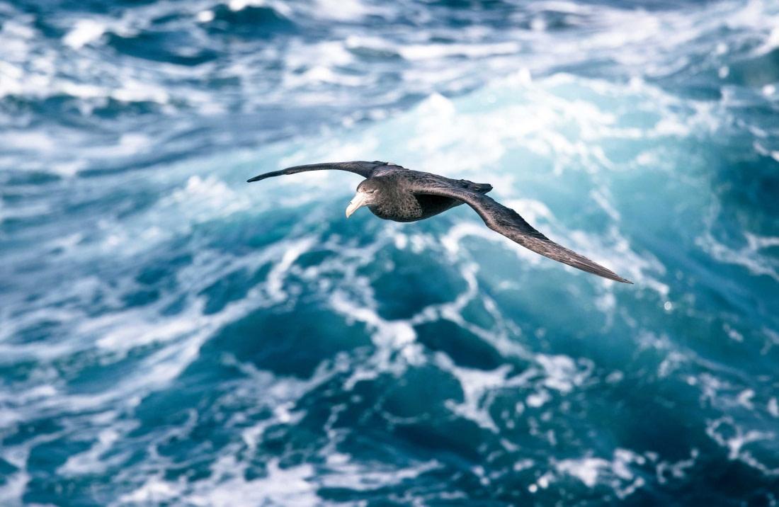 Atlantic Odyssey incl. Antarctic Peninsula to Cape Verde