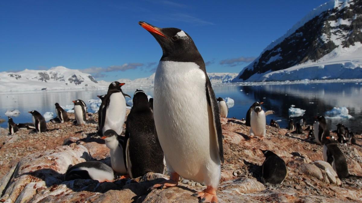 El Crucero Definitivo a Georgia del Sur, Islas Malvinas y Pen�nsula Ant�rtica 2027