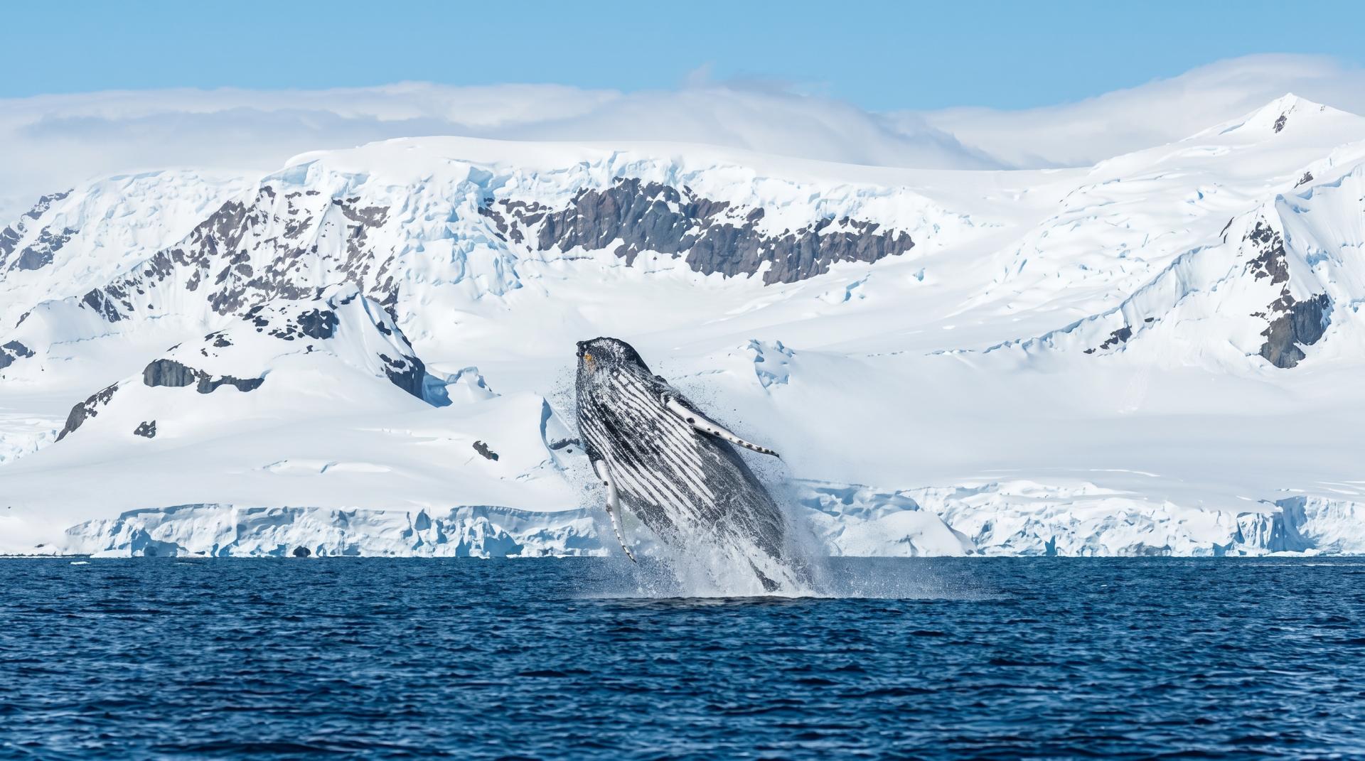 Ant�rtida: El Continente Blanco � con Smithsonian Journeys