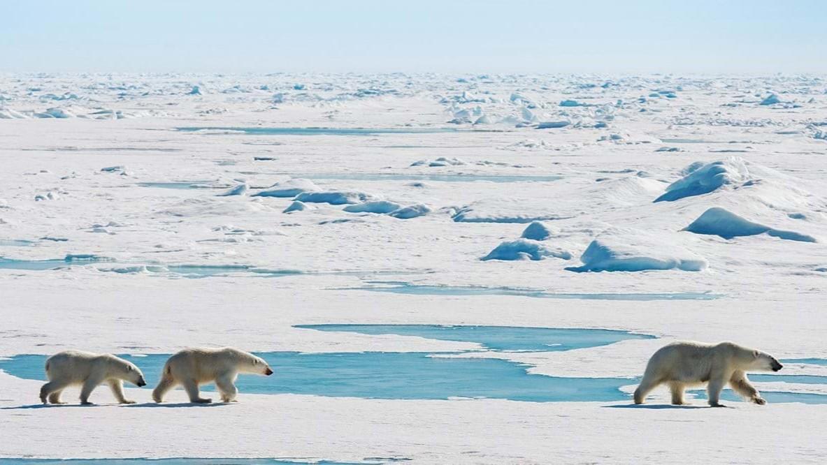Expedition Svalbard: to the pack ice - MS Balto