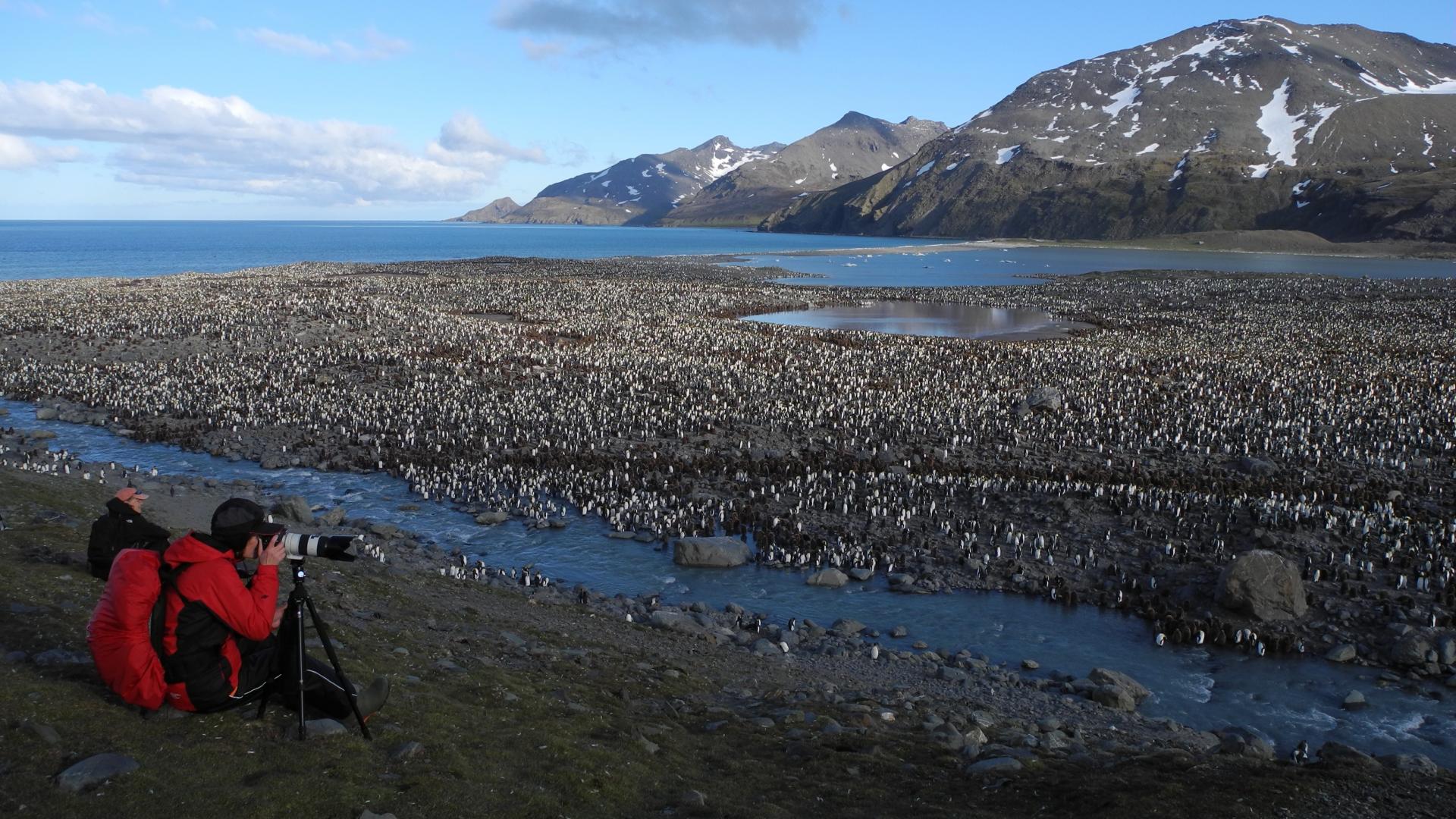 Into the Wild South: The Falklands, South Georgia & Antarctica