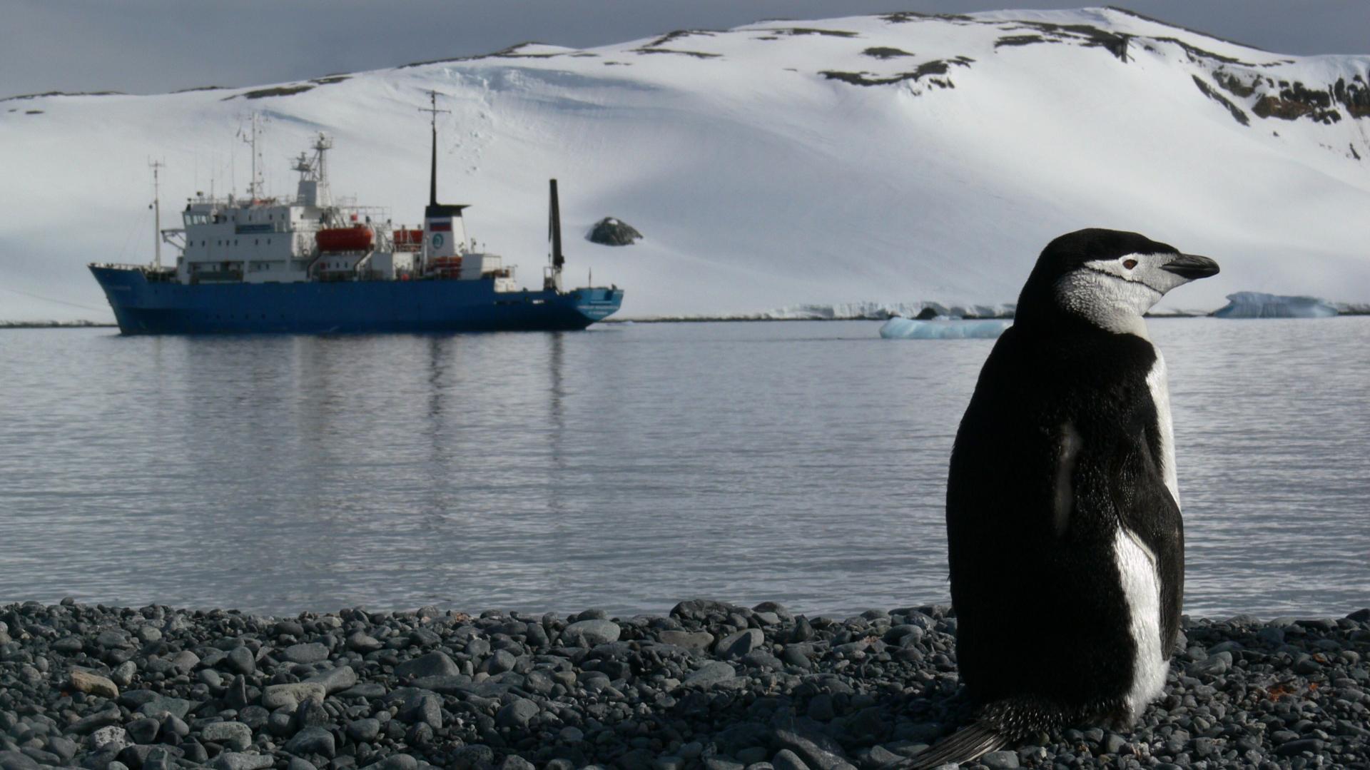 Antarctica�s Rulebook: What Every Responsible Visitor Needs to Know