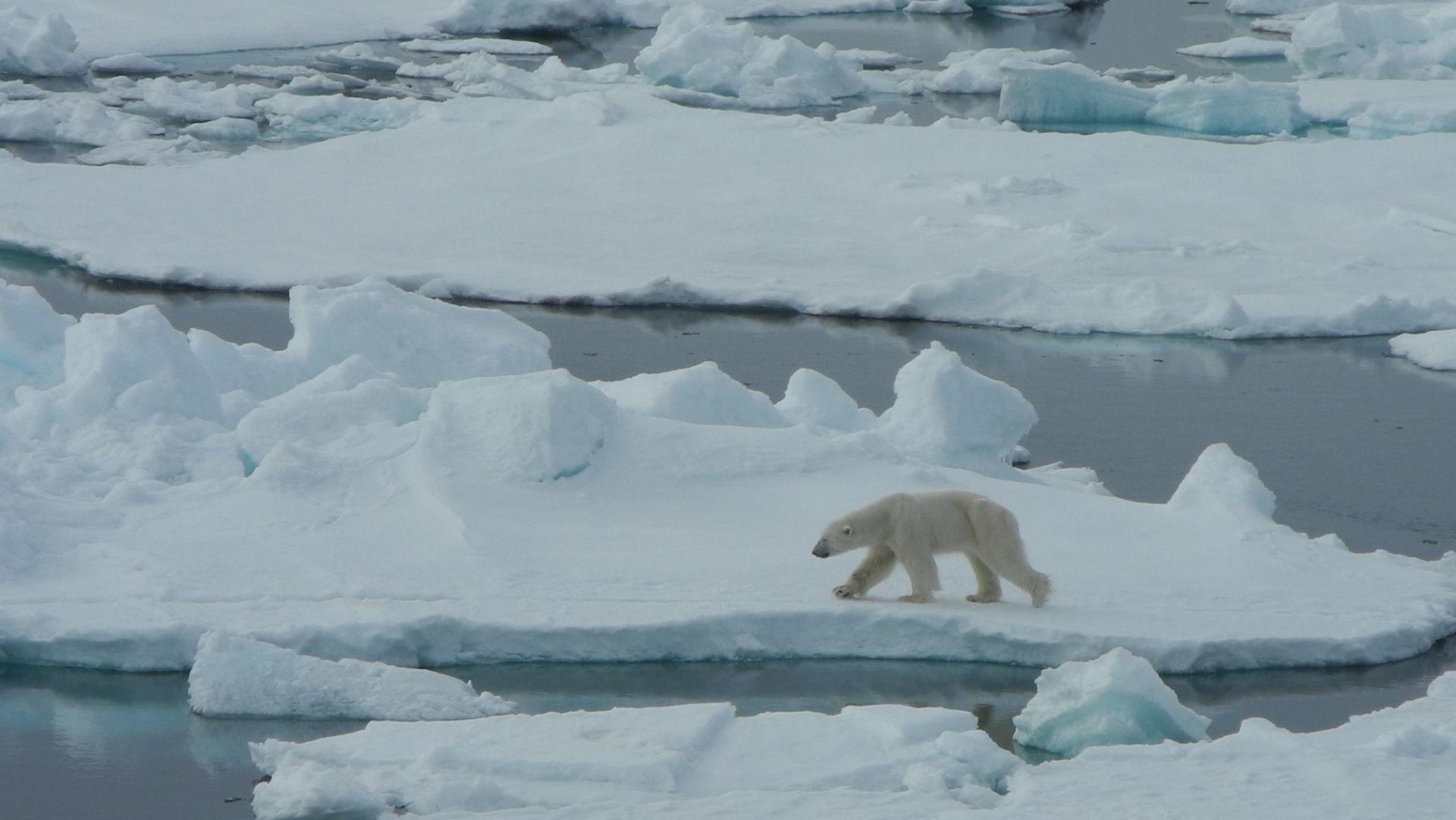 Svalbard Expedition - Cruise & Kayak