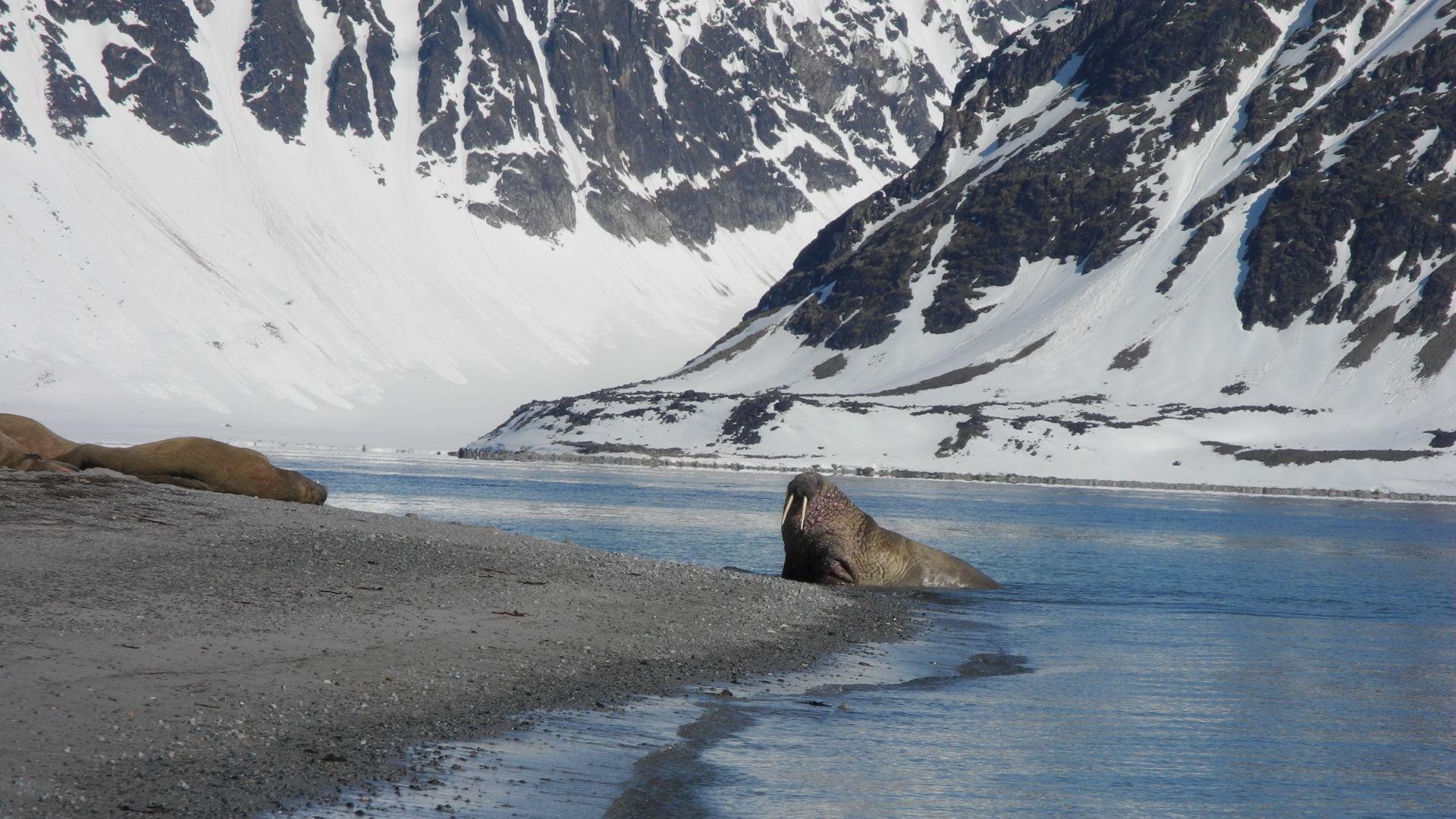 Svalbard Spring Photo Tour