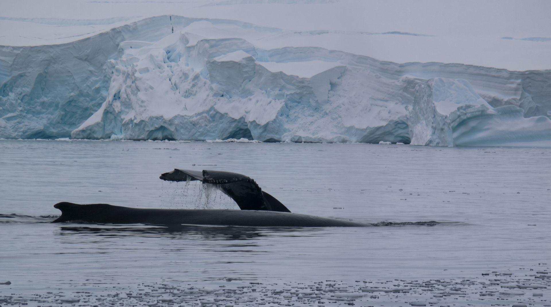La Ant�rtida en Temporada de Ballenas: Descubra la Pen�nsula Ant�rtica a Finales del Verano