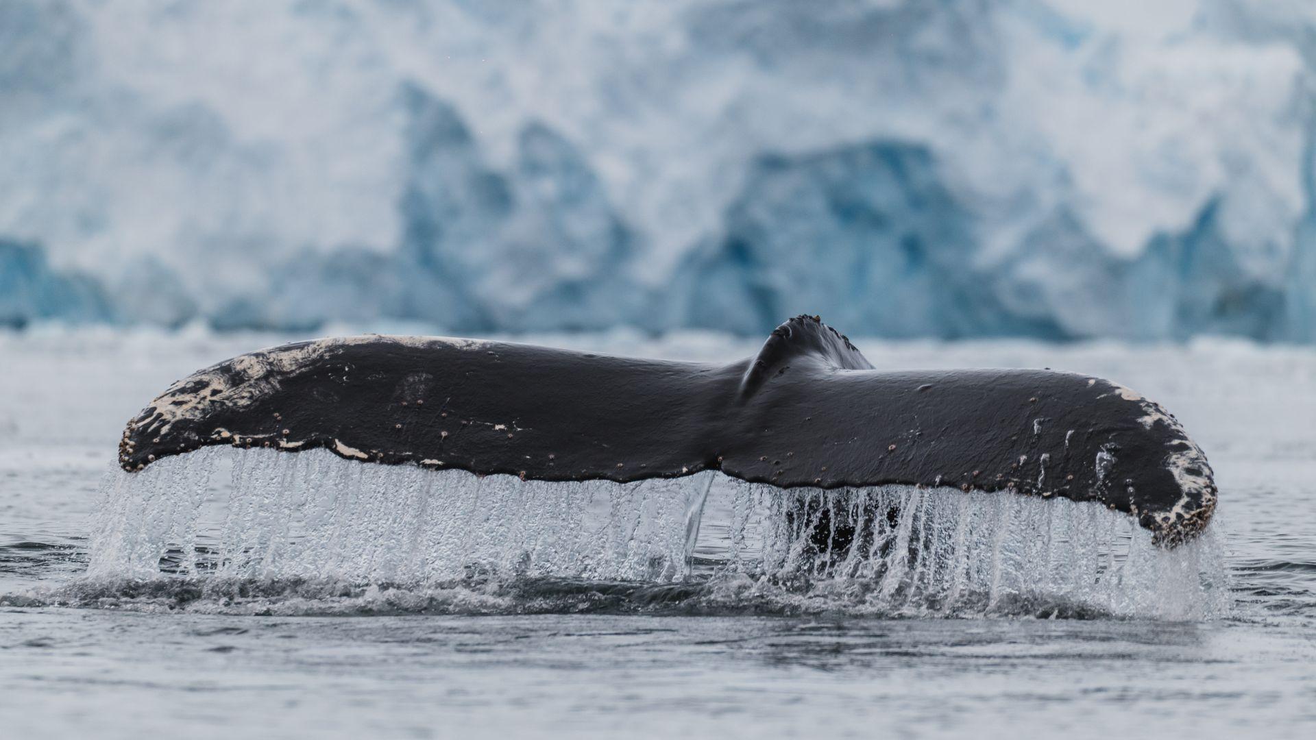 Antarctic Peninsula: The Pure Expedition